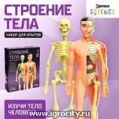 Научный опыт "Строение тела" Эврики, №SL-00702B, арт. 2772939